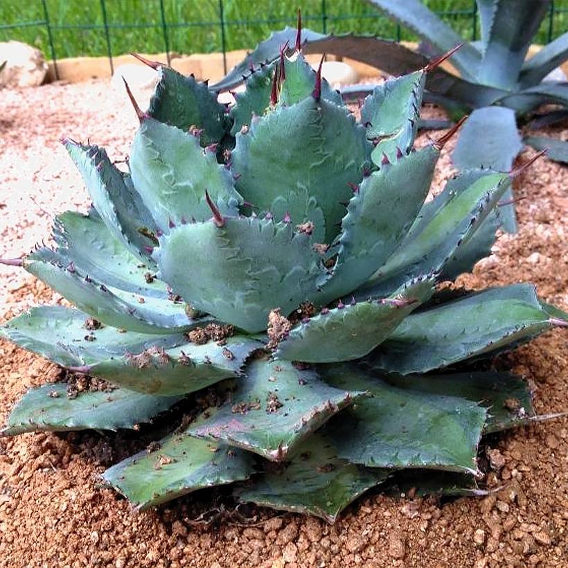 Promesse de Fleurs - Agave isthmensis Pot de 10 cm/11cm