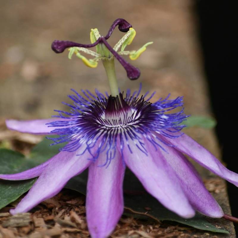 Passiflore Purple Passion® à fleurs Mauve - feuillage Caduc - Pot de 3L - Echelle bambou 60/120 cm-  hauteur à maturité De 2,50 m à 3,00 m - Image 5