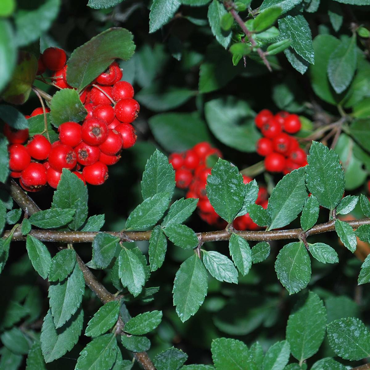 Promesse de Fleurs - Pyracantha coccinea Red Column - Buisson ardent Red Column Pot de 2L/3L