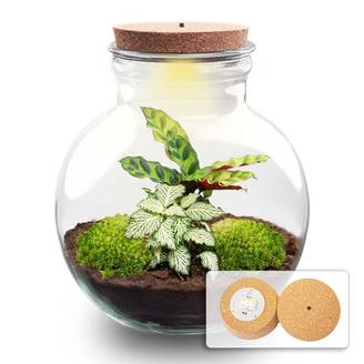 Diy Planten Terrarium (Avec Licht) - D25 H25cm