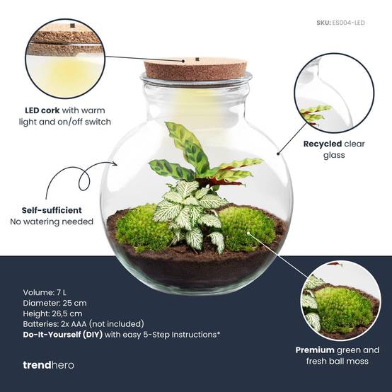 Diy Planten Terrarium (Avec Licht) - D25 H25cm - Image 2