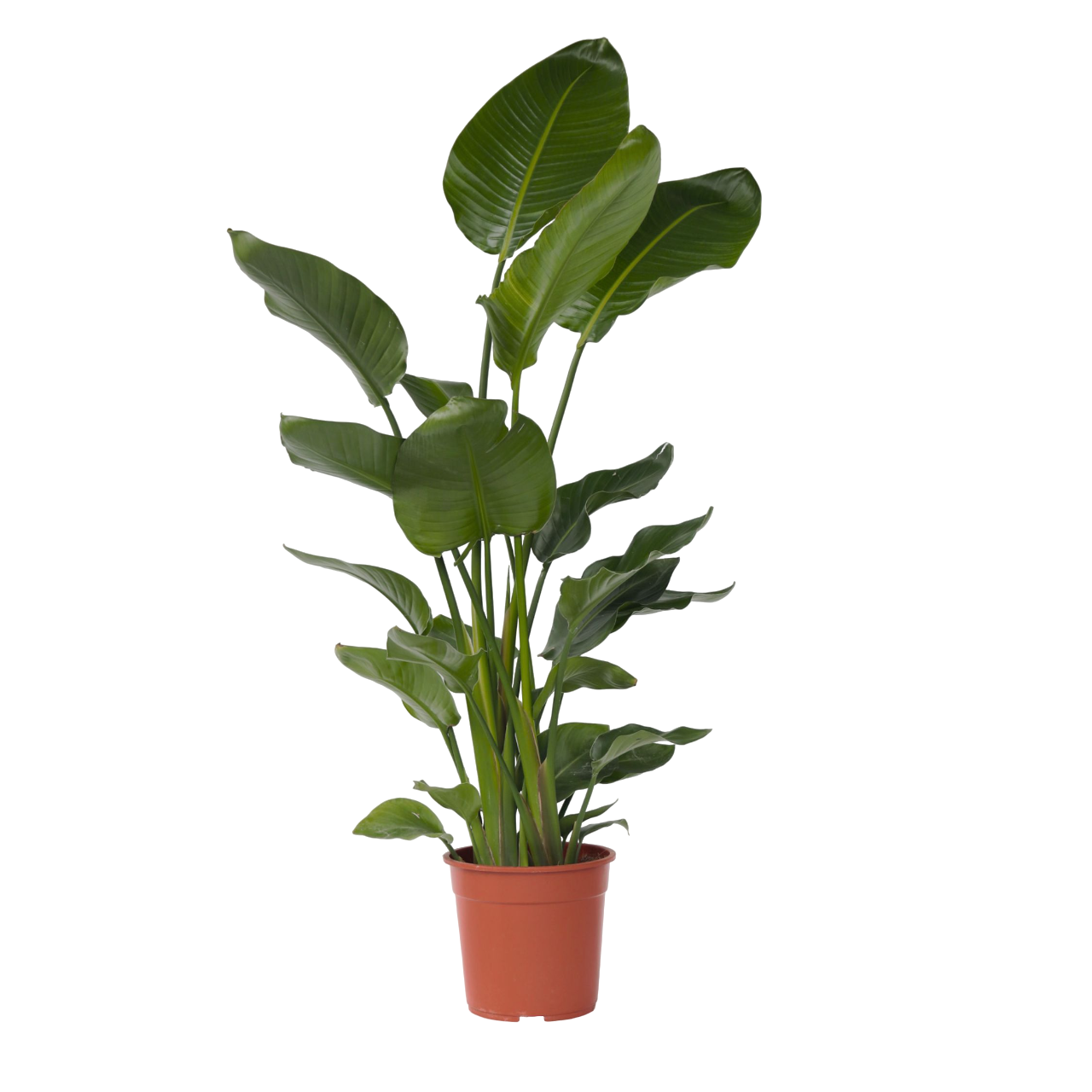Plant In A Box - Oiseau de paradis - Strelitzia nicolai - Hauteur 150-170cm - ⌀28cm - Image 1