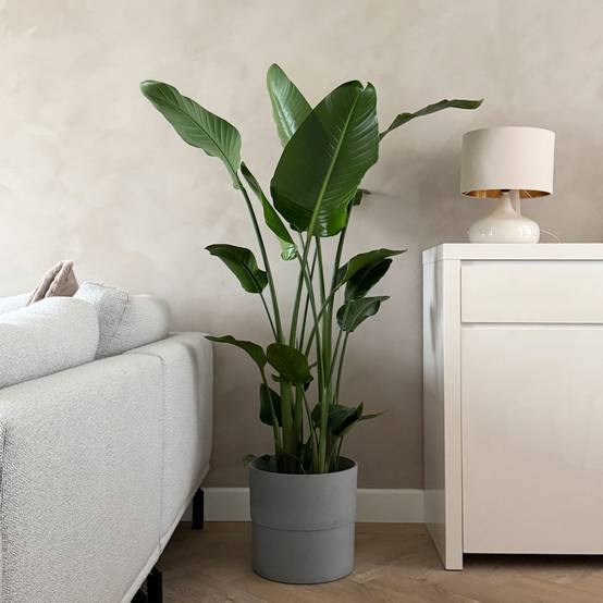 Plant In A Box - Oiseau de paradis - Strelitzia nicolai - Hauteur 150-170cm - ⌀28cm - Image 2