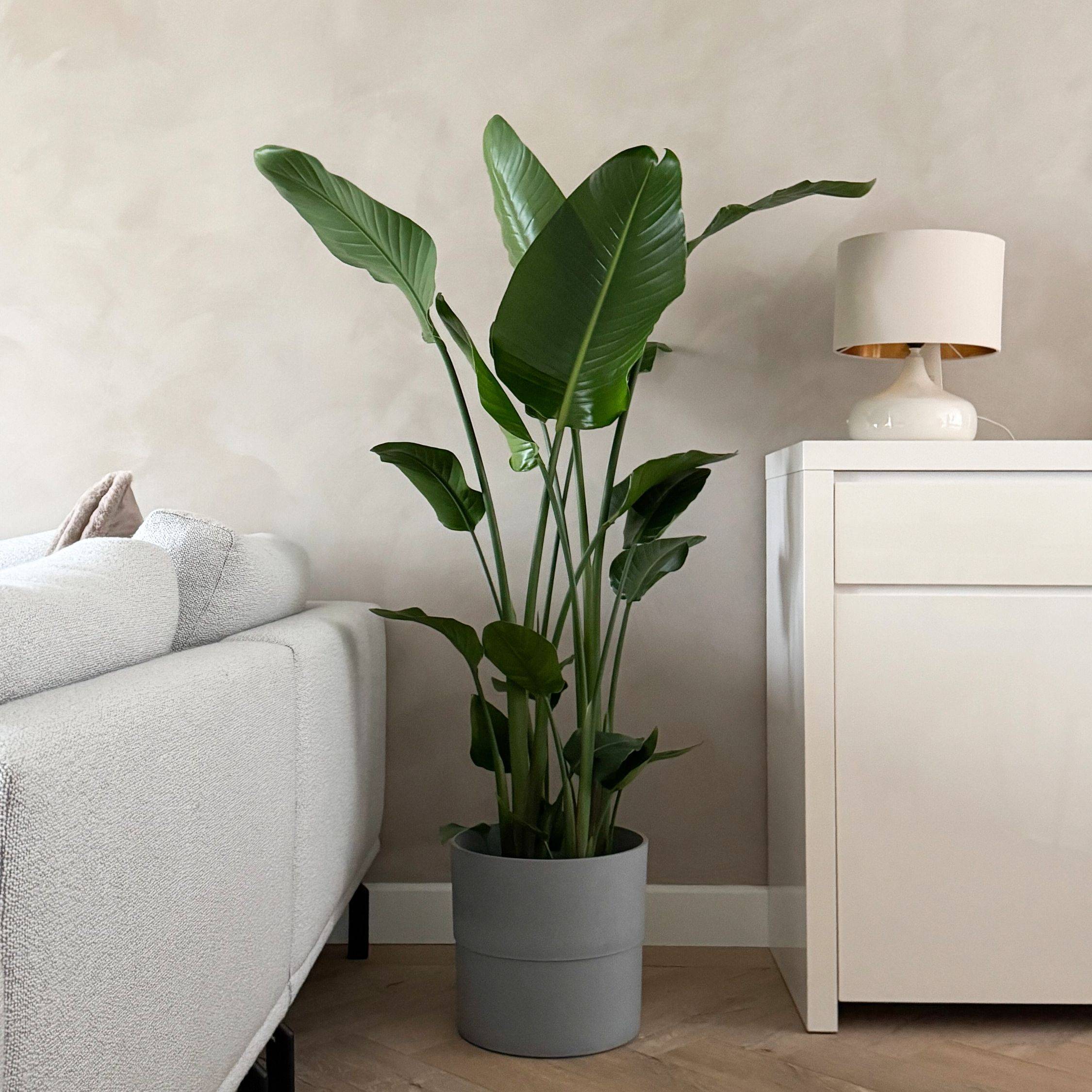 Plant In A Box - Oiseau de paradis - Strelitzia nicolai - Hauteur 150-170cm - ⌀28cm - Image 2