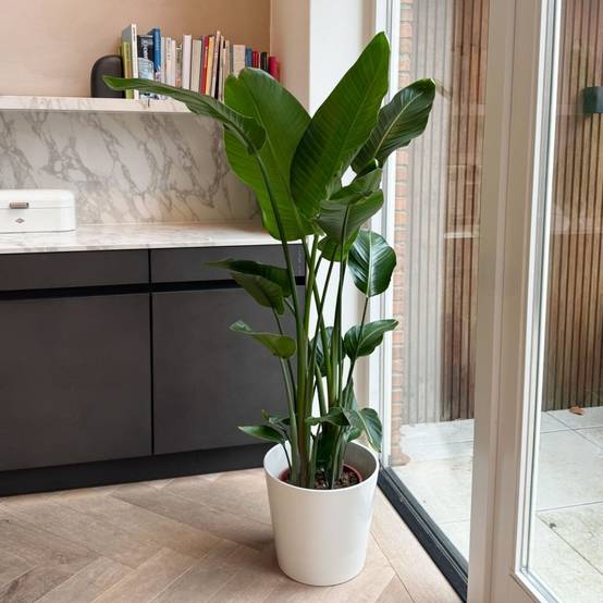 Plant In A Box - Oiseau de paradis - Strelitzia nicolai - Hauteur 150-170cm - ⌀28cm - Image 3