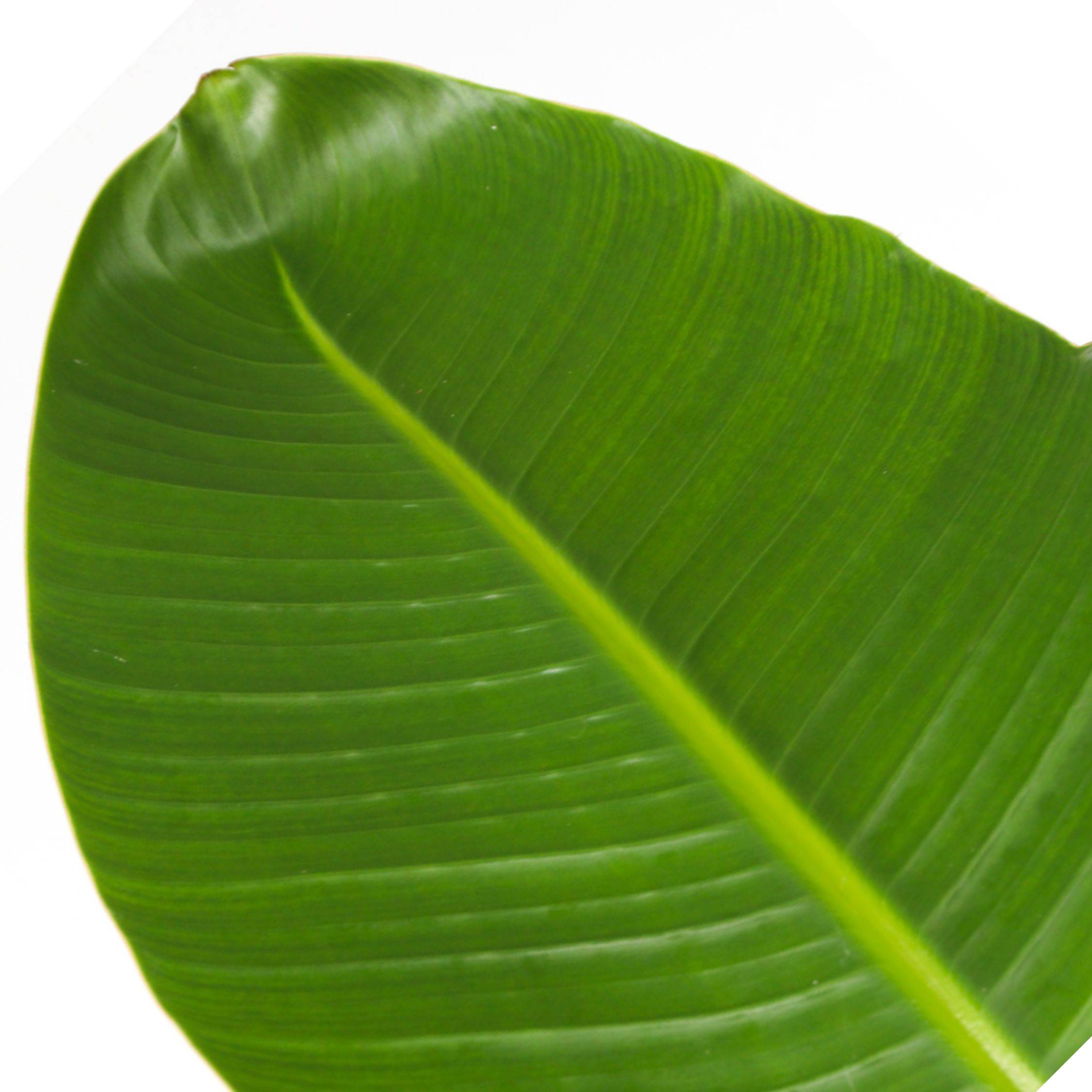 Plant In A Box - Oiseau de paradis - Strelitzia nicolai - Hauteur 150-170cm - ⌀28cm - Image 4