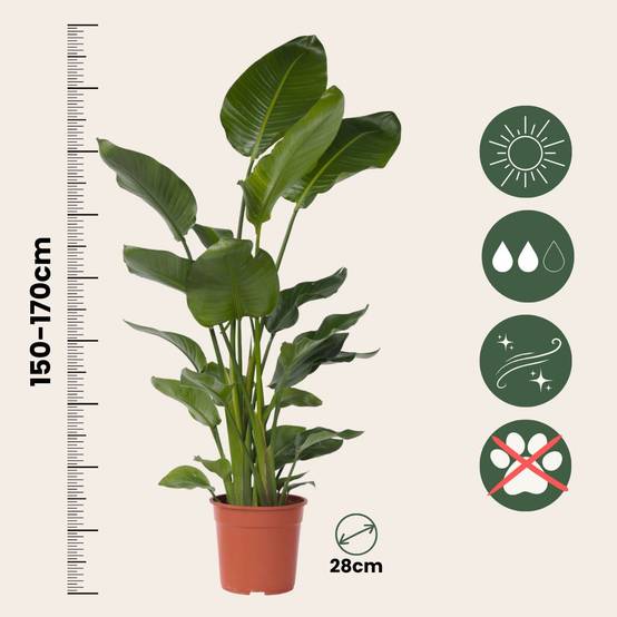 Plant In A Box - Oiseau de paradis - Strelitzia nicolai - Hauteur 150-170cm - ⌀28cm - Image 5