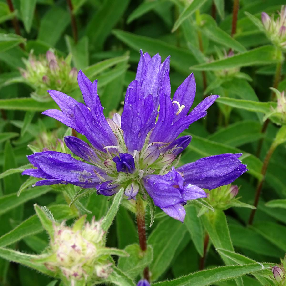 Promesse de Fleurs - Campanula glomerata Genti Twisterbell Godet de 8/9 cm
