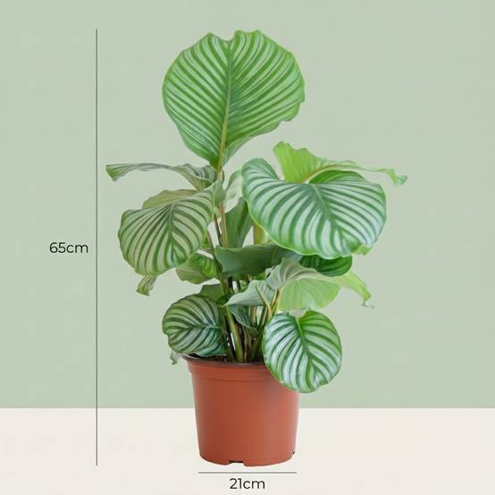 La Green Touch - Calathea Orbifolia - D21 H70cm - Image 4