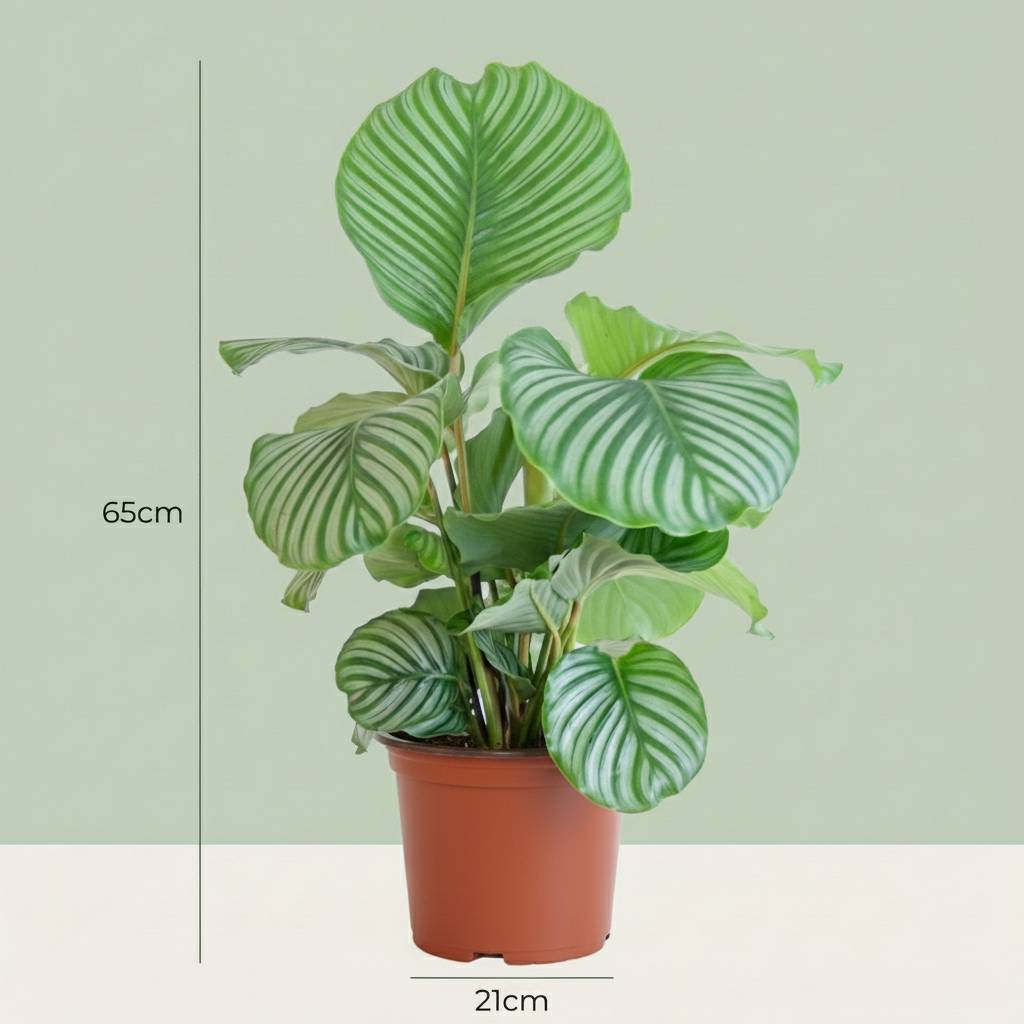 La Green Touch - Calathea Orbifolia - D21 H70cm - Image 4