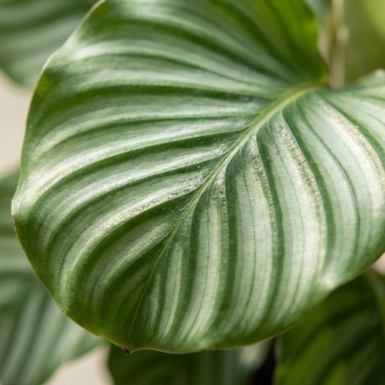 La Green Touch - Calathea Orbifolia - D21 H70cm - Image 2
