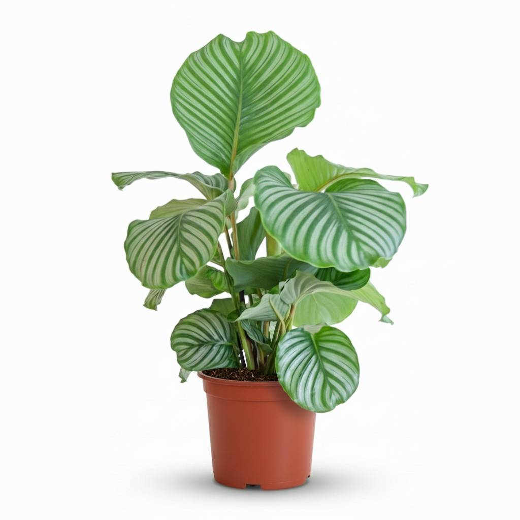 La Green Touch - Calathea Orbifolia - D21 H70cm - Image 3
