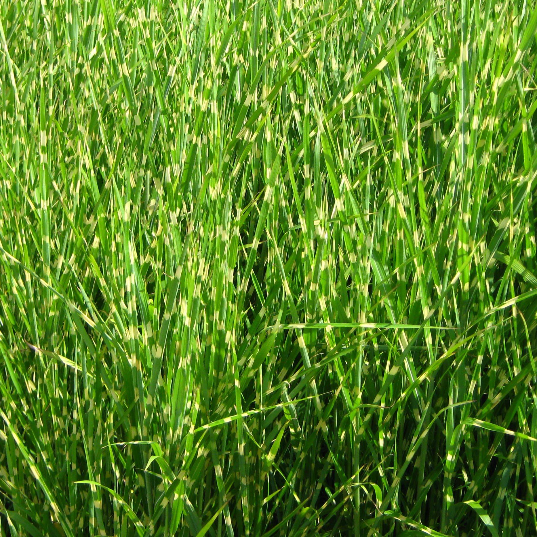Promesse de Fleurs - Miscanthus sinensis Strictus - Roseau de Chine Godet de 8/9 cm