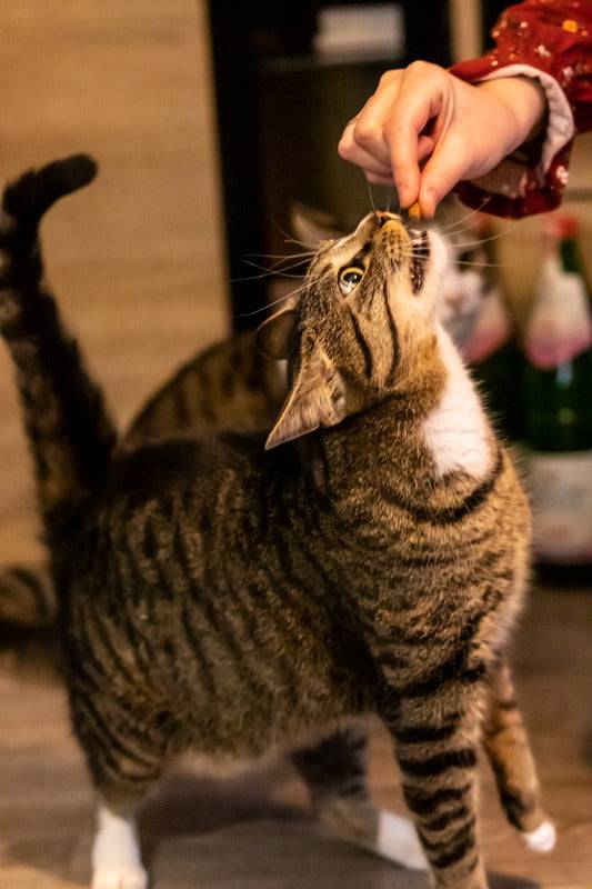 Carnilove - Carnilove - Friandises Sans Céréales Crunchy Saumon & Menthe pour Chat - Imagen 2