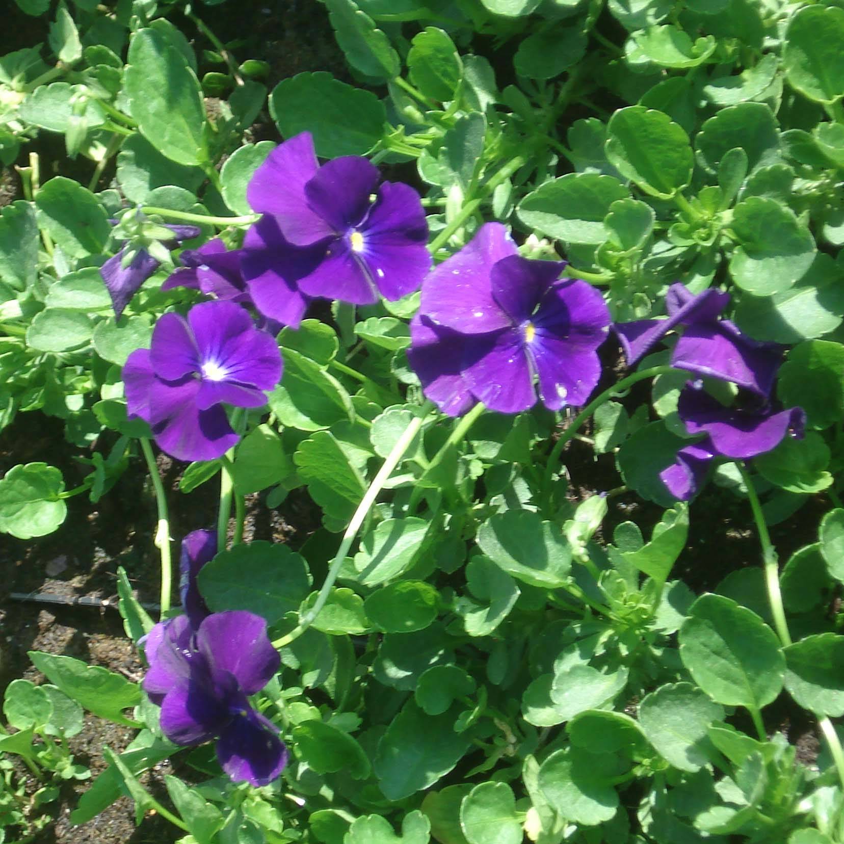 Promesse de Fleurs - Viola cornuta Martin - Pensée à Cornes Godet de 8/9 cm