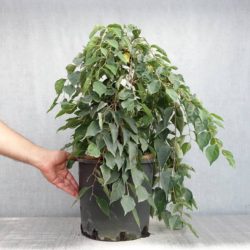 Styrax japonica Fragrant Fountain Pot de 12L/15L - Jardiland