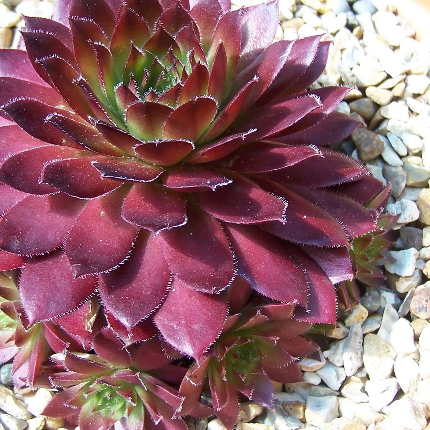 Sempervivum Rubin - Joubarbe pourpre clair Godet de 8/9 cm