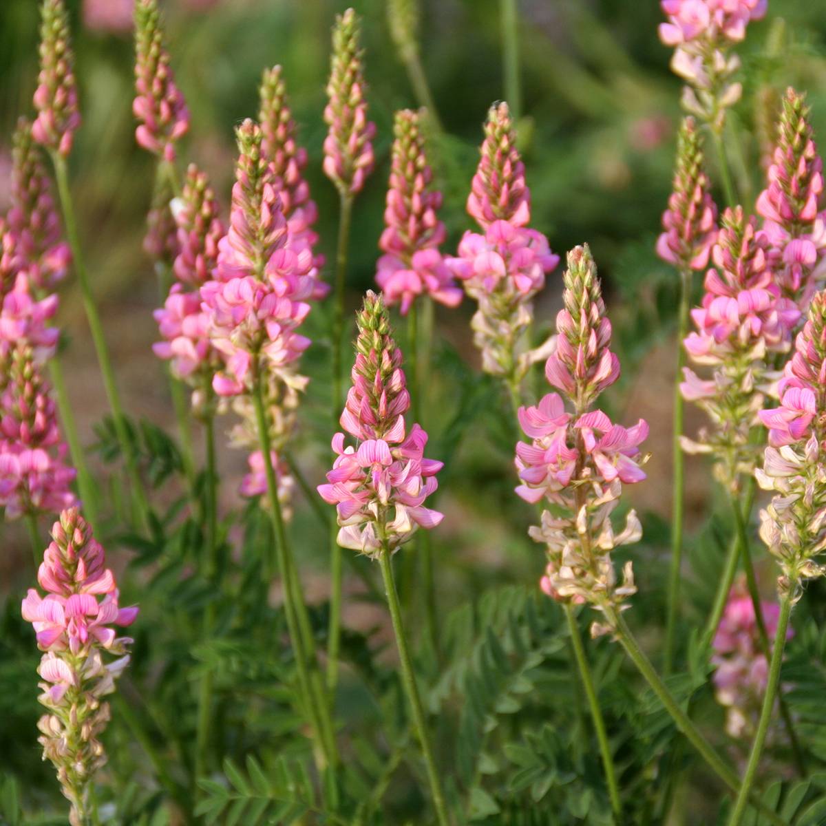 Promesse de Fleurs - Sainfoin annuel BIO - Engrais vert le sachet de 2600 graines environ (10g)