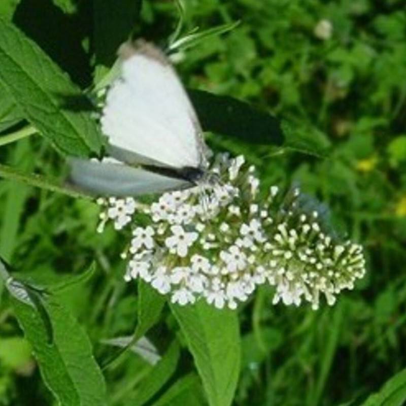Arbre aux papillons blanc White Chip, Buddleia à fleurs Blanche - feuillage Caduc - Pot de 3L - 20/40 cm-  hauteur à maturité De 1,50 m à 2,00 m - Imagen 1