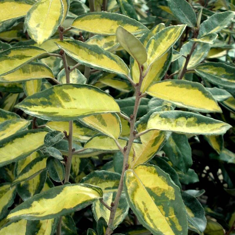 Elaeagnus panaché Limelight, Chalef à fleurs Blanche/ - feuillage Persistant - Pot de 7,5L - 60/80 cm