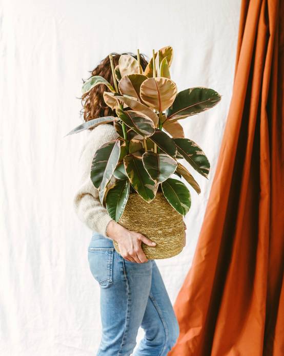 Ficus Elastica Belize 80cm - Plante d'intérieur- La Green Touch - Image 2