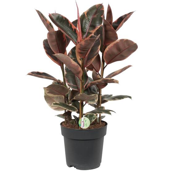 Ficus Elastica Belize 80cm - Plante d'intérieur- La Green Touch - Image 1