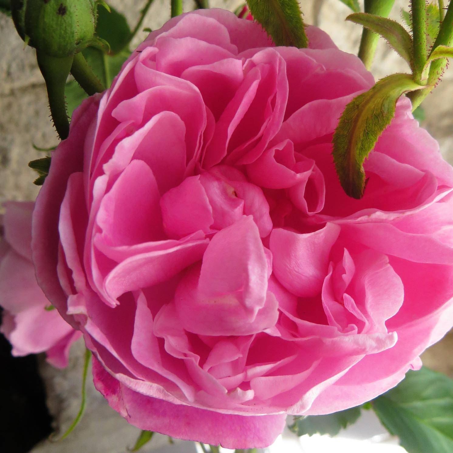 Promesse de Fleurs - Rosier ancien Fantin Latour Racines nues en motte