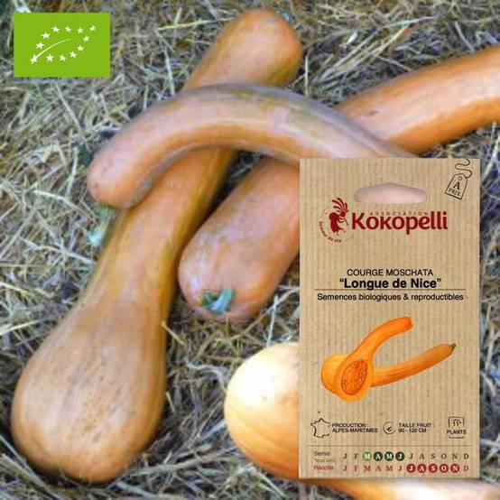 Courge Longue de Nice- Graines bio à semer - Image 1
