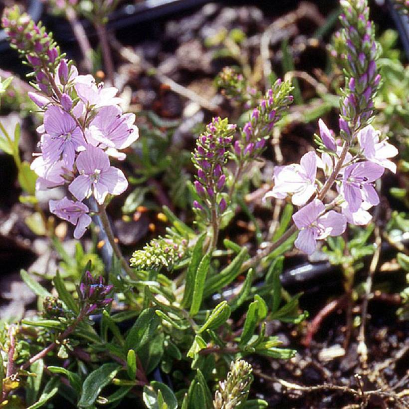 Promesse de Fleurs - Veronica x cantiana Kentish Pink - Véronique Godet de 8/9 cm