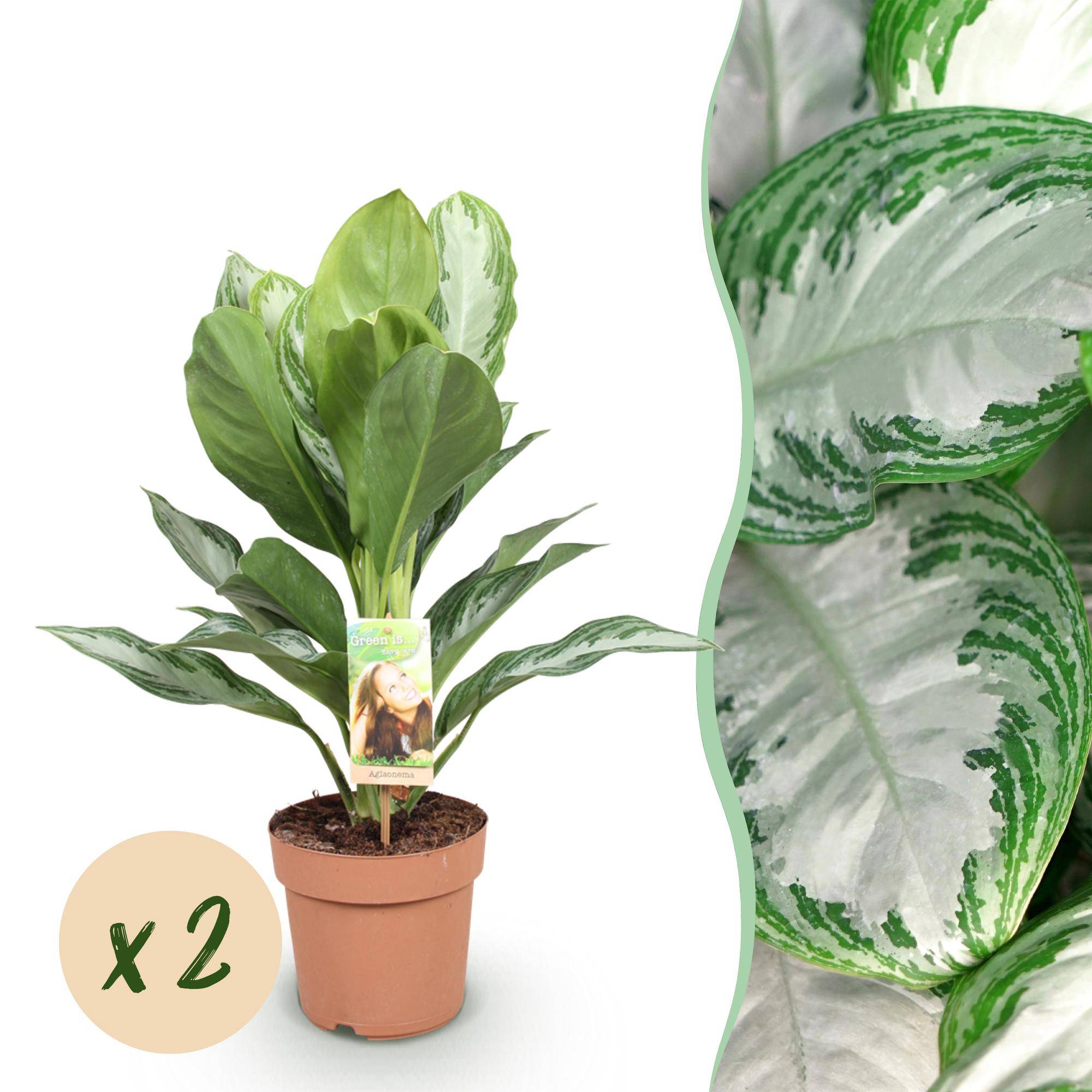 Aglaonema Silver Bay - Pot de 17cm - Hauteur 70-75cm - 2 plantes - Sans cache-pot - Plantes d'intérieur - Image 1