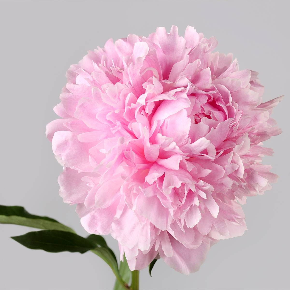Pivoine lactiflora Albert Crousse Pot de 3L/4L - Jardiland