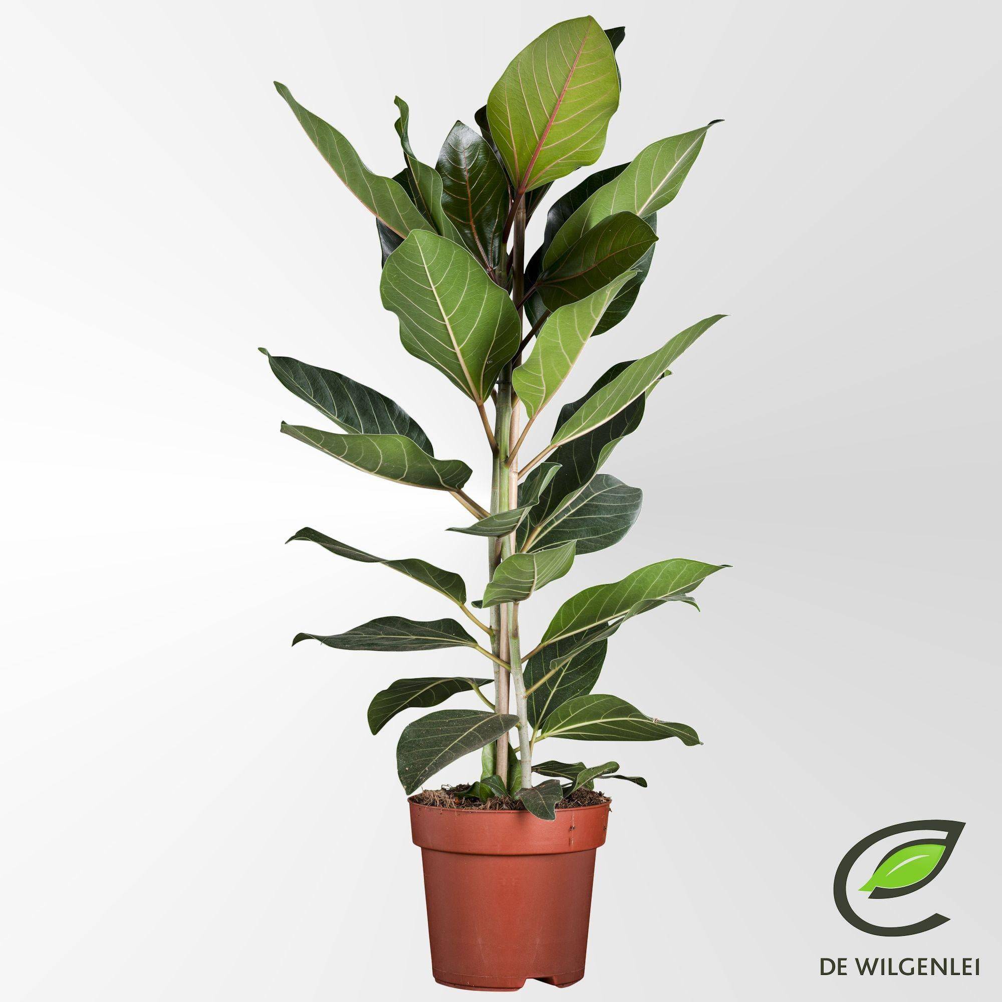 La Green Touch - Ficus benghalensis Joy - Figuier des banians - H 90 cm, pot Ø21 cm