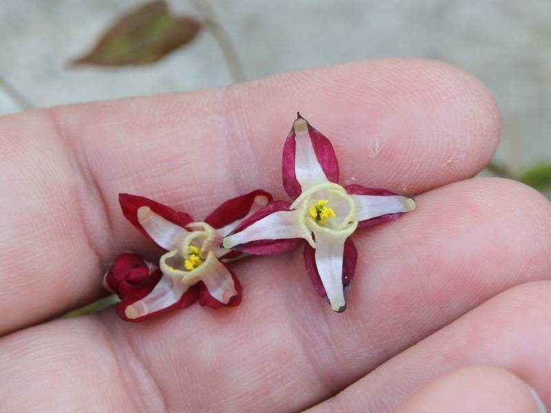 Epimedium rubrum - Fleur des elfes rouge Godet de 8/9 cm - Image 2
