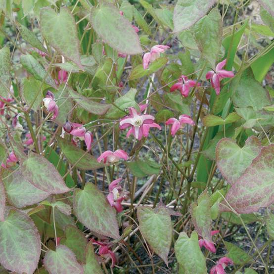 Epimedium rubrum - Fleur des elfes rouge Godet de 8/9 cm - Image 1