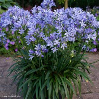 Agapanthe Charlotte Godet de 8/9 cm