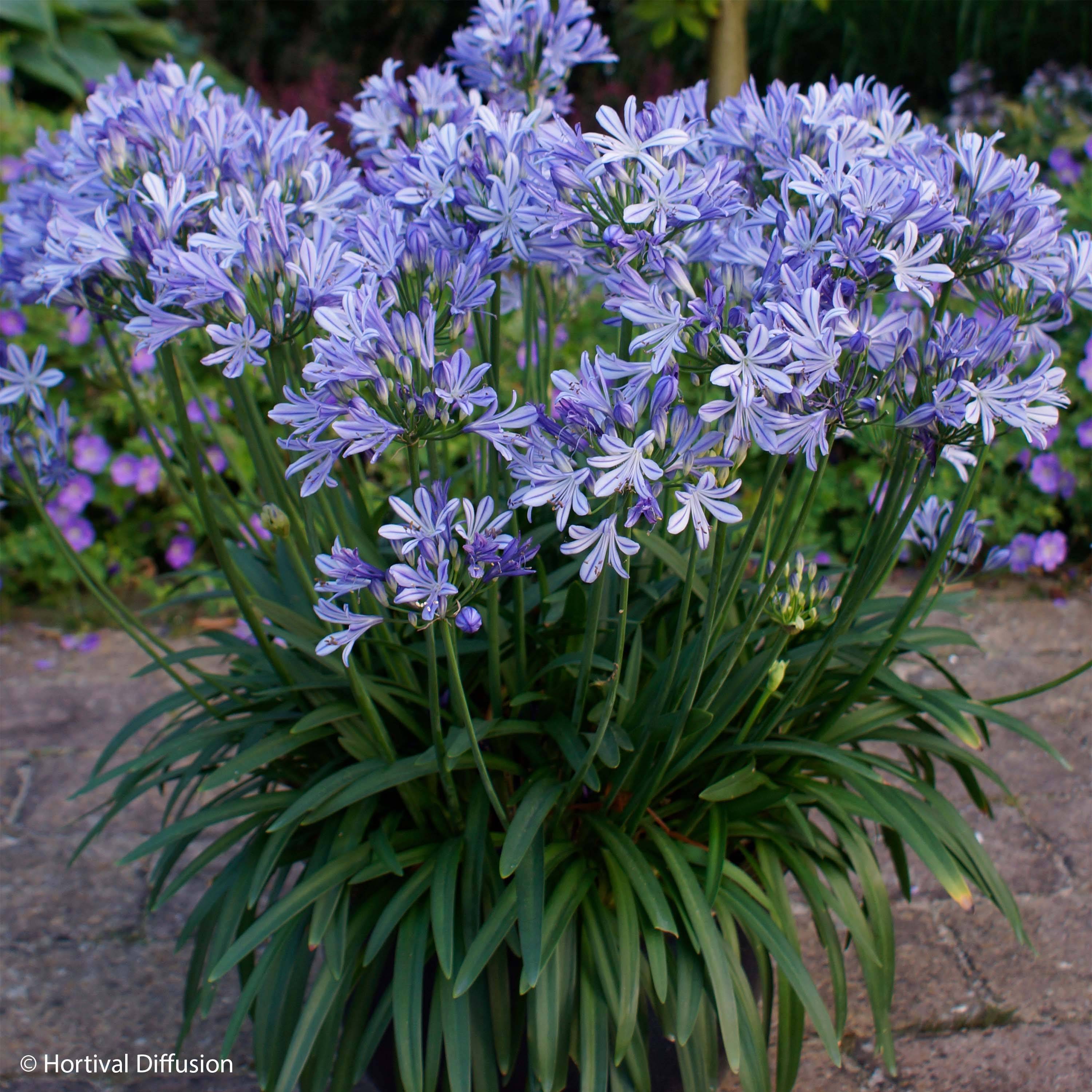 Agapanthe Charlotte Godet de 8/9 cm