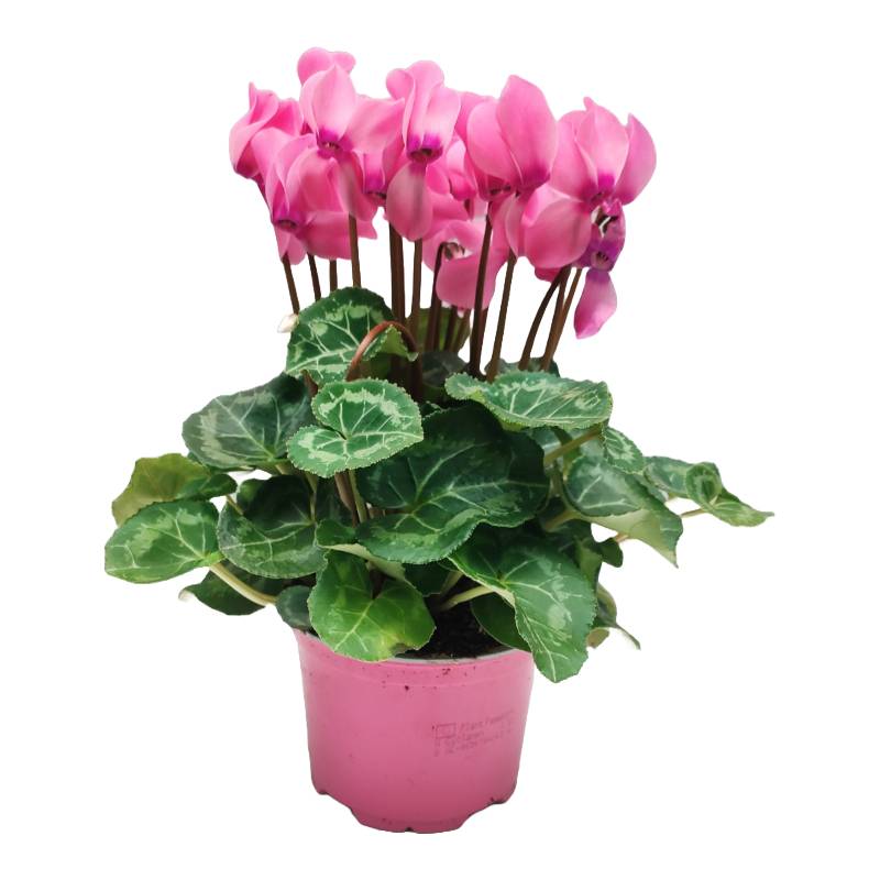 Horti-Flandre - Cyclamen rose Pot 13 cm