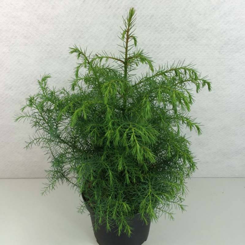 Promesse de Fleurs - Cryptomeria japonica Elegans Viridis Pot de 2L/3L