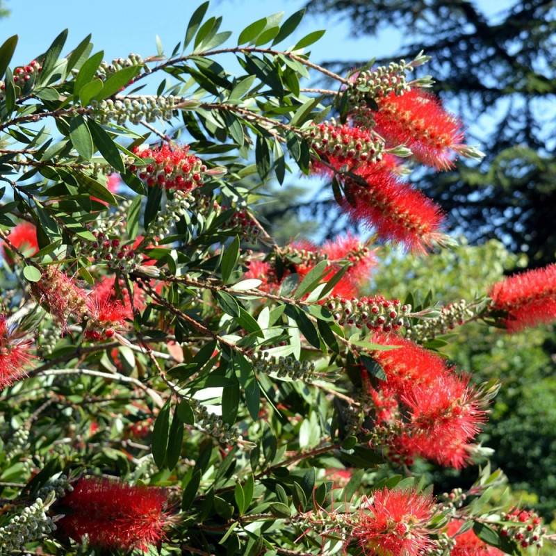 Rince-bouteilles Inferno® 'Yanferno', Callistemon à fleurs Rouge/ - feuillage Persistant - Pot de 3L - 20/40 cm - Image 2