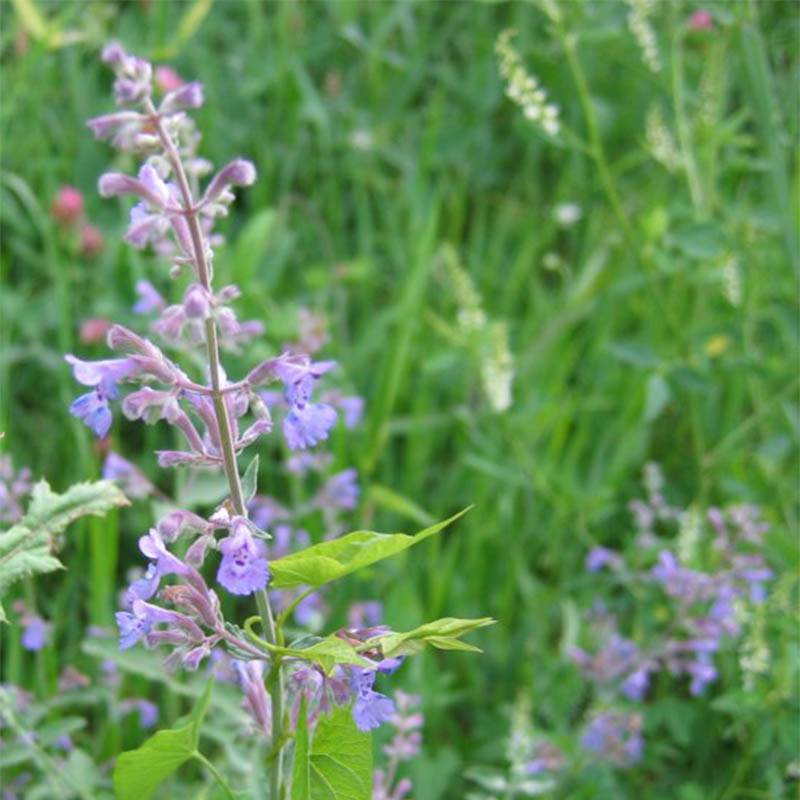 Promesse de Fleurs - Nepeta grandiflora Wild Cat - chataire Godet de 8/9 cm