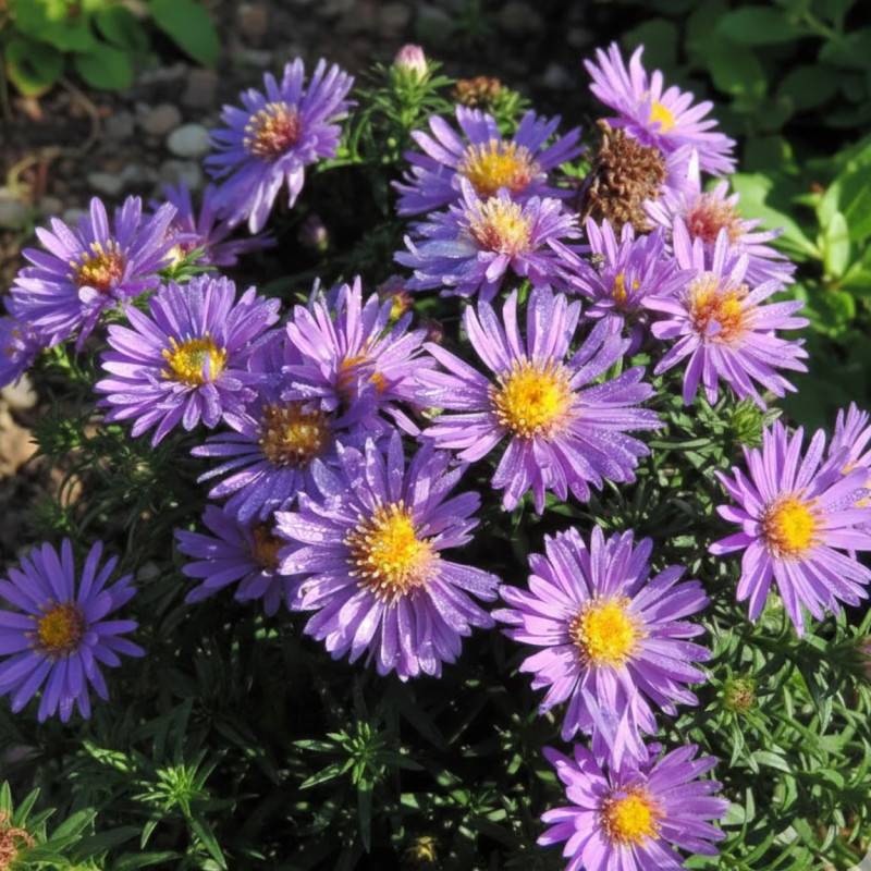 Aster d'automne Augenweide, Aster dumosus à fleurs Bleue/ - feuillage Caduc - Godet - 5/20 cm - Imagen 2