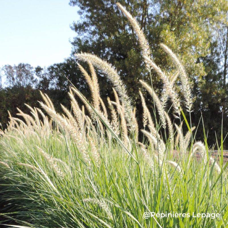 3 Herbes aux écouvillons d'Orient 'Fairy Tails' (Pennisetum orientale 'Fairy Tails') - Lot de 3 graminées - Pépinières Naudet