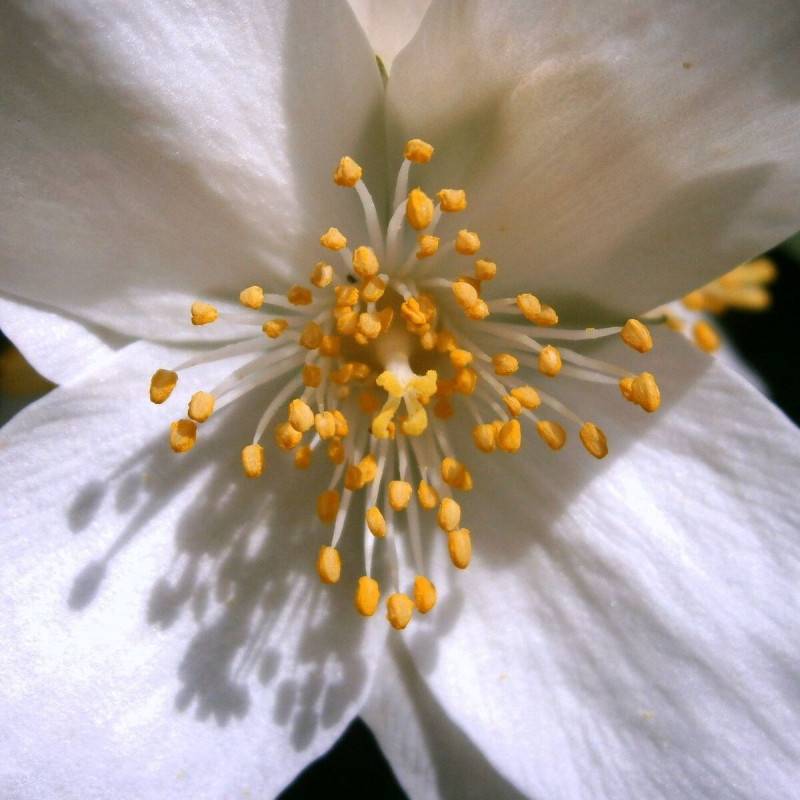Seringat des jardins Belle Etoile, Philadelphus à fleurs Blanche - feuillage Caduc - Pot de 4L - 40/60 cm-  hauteur à maturité De 2,50 m à 3,00 m - Image 4