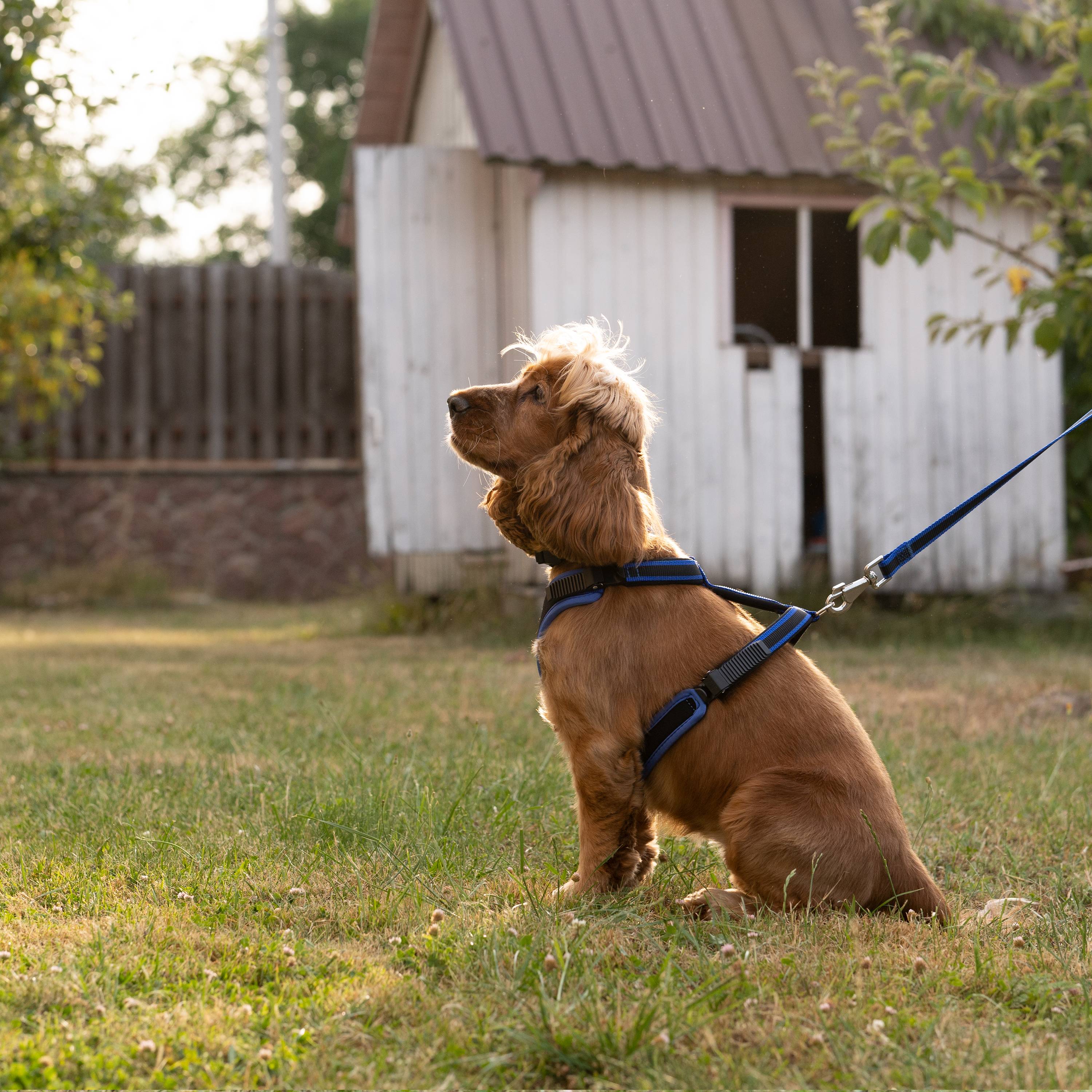 Ferplast - Ferplast Harnais pour chien de taille moyenne ERGOCOMFORT MEDIUM, Harnais pour chien réglable, Confortable, Rembourré, Fermeture double - Imagen 5
