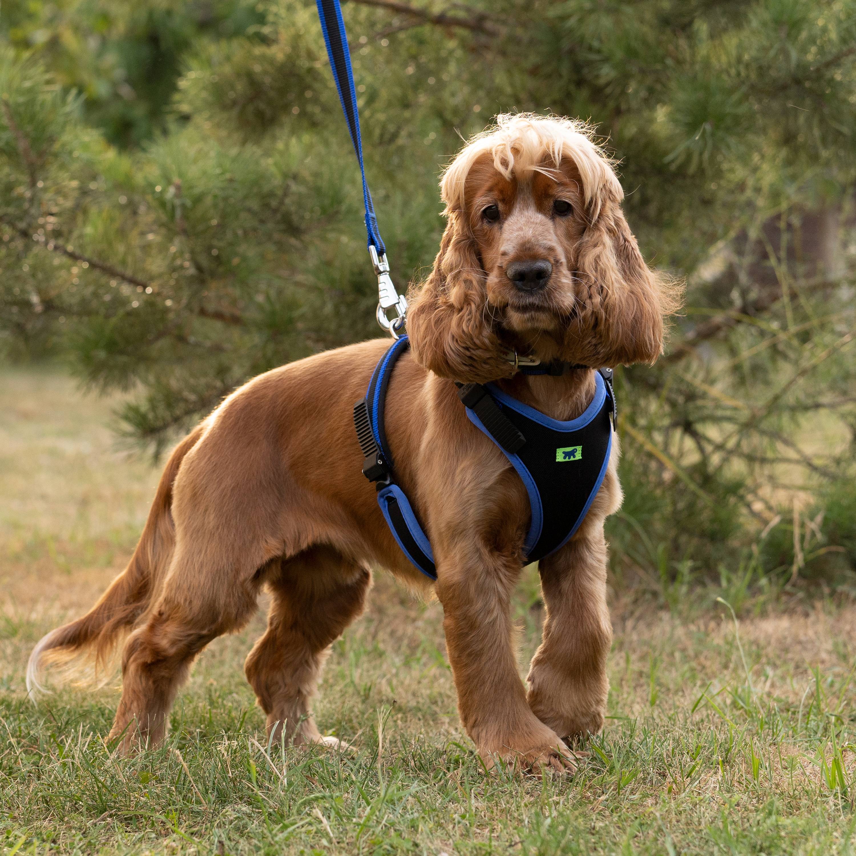 Ferplast - Ferplast Harnais pour chien de taille moyenne ERGOCOMFORT MEDIUM, Harnais pour chien réglable, Confortable, Rembourré, Fermeture double - Imagen 3