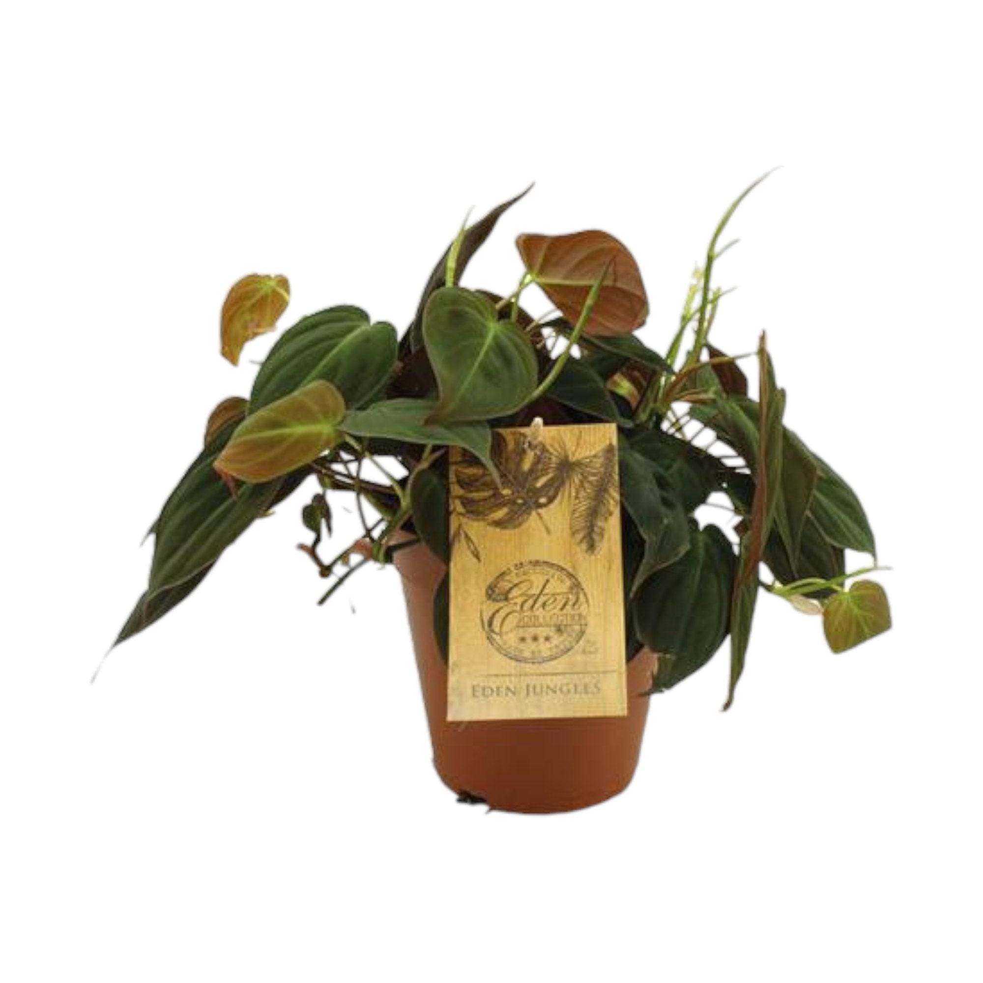 Philodendron Micans 40cm - Plante d'intérieur- La Green Touch - Imagen 2