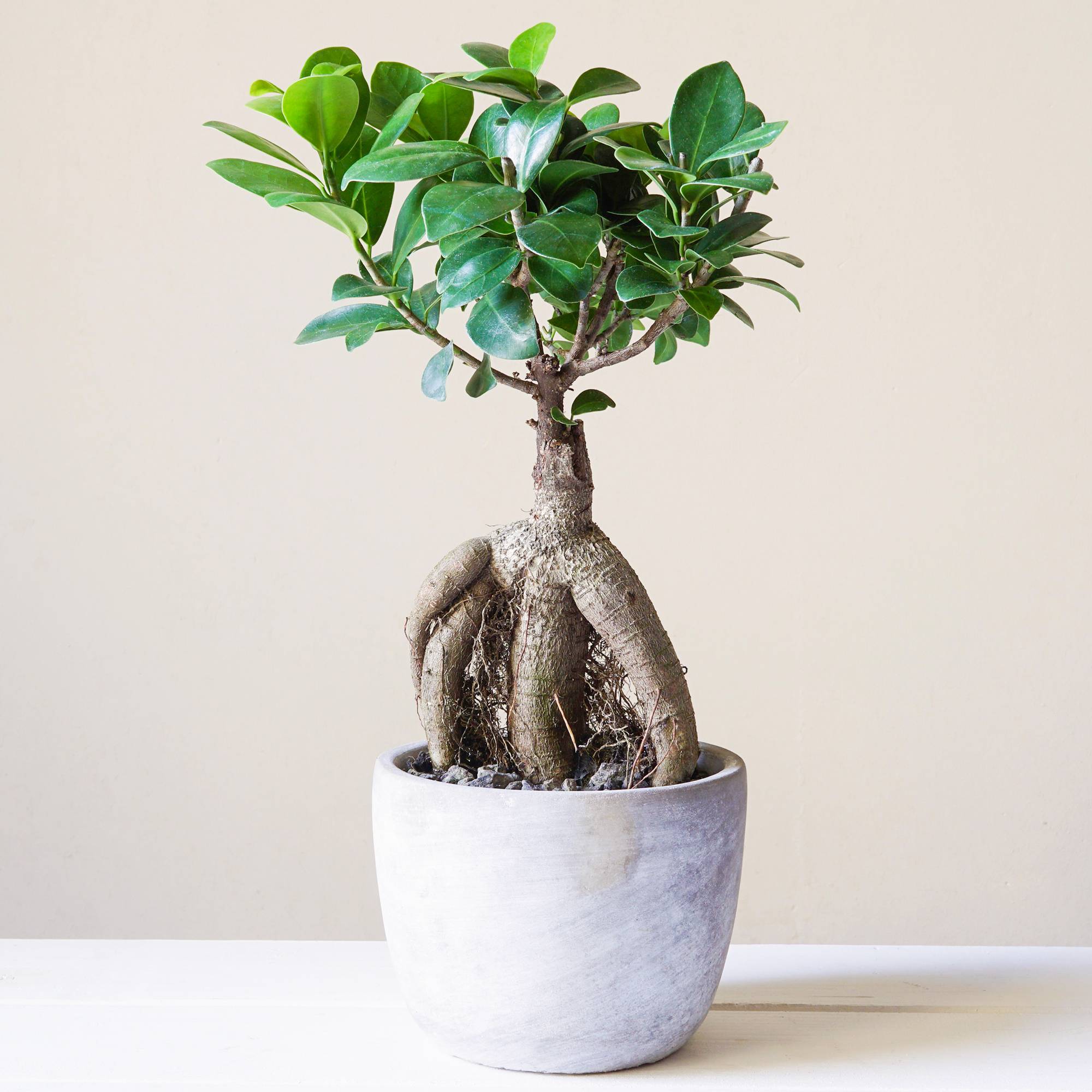 Gardenersdream - Bonsaï Décoratif D’Intérieur ‘Ficus Ginseng’ En Pot 12 Cm Plante Pour La Maison Ou Le Bureau - GardenersDream - Image 1