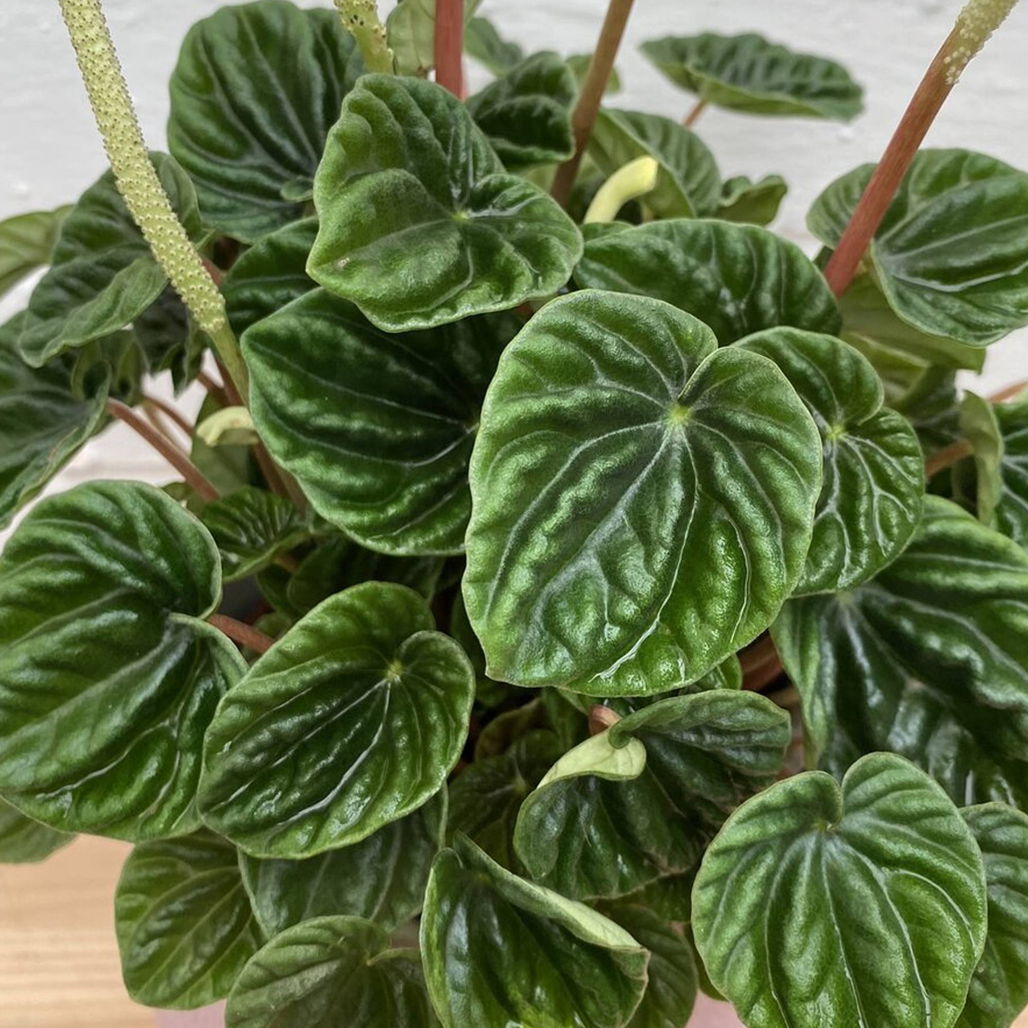 Gardenersdream - Pépéromia Lilian - Plante Radiateur | Plante D'Intérieur Maison Bureau (15-25 Cm Pot Inclus) - GardenersDream - Imagen 3