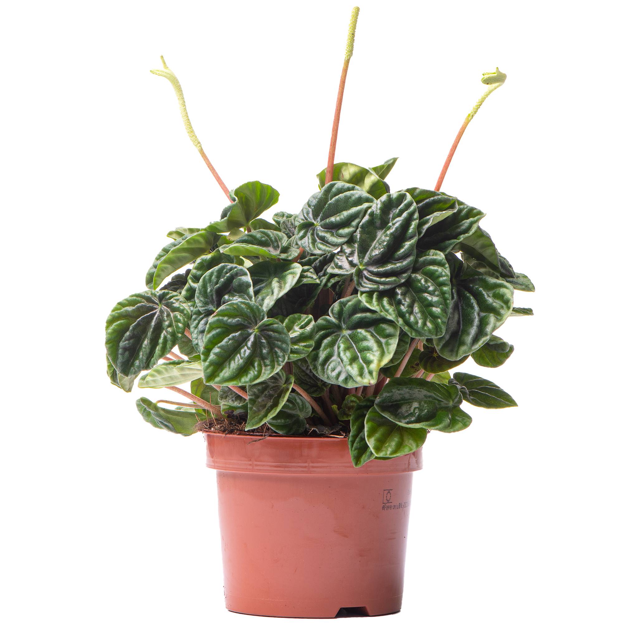 Gardenersdream - Pépéromia Lilian - Plante Radiateur | Plante D'Intérieur Maison Bureau (15-25 Cm Pot Inclus) - GardenersDream - Imagen 1