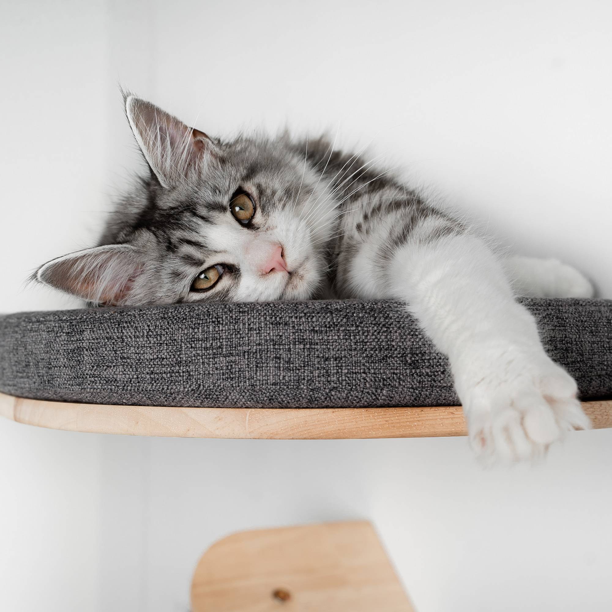 Rhr Concepts Bv - Mur d’escalade pour chat - Luxueux lit mural pour chat (gris) - RHR Concepts BV - Imagen 3
